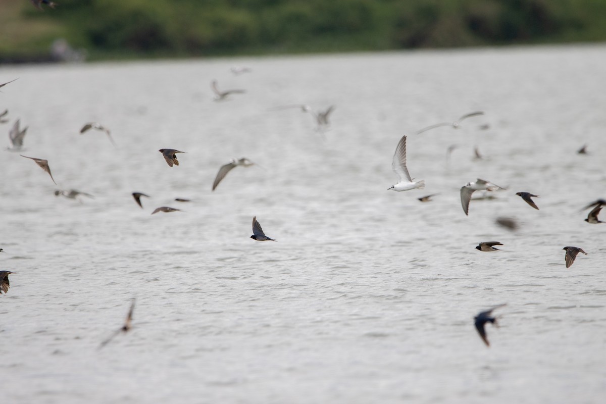 Barn Swallow - ML632492558