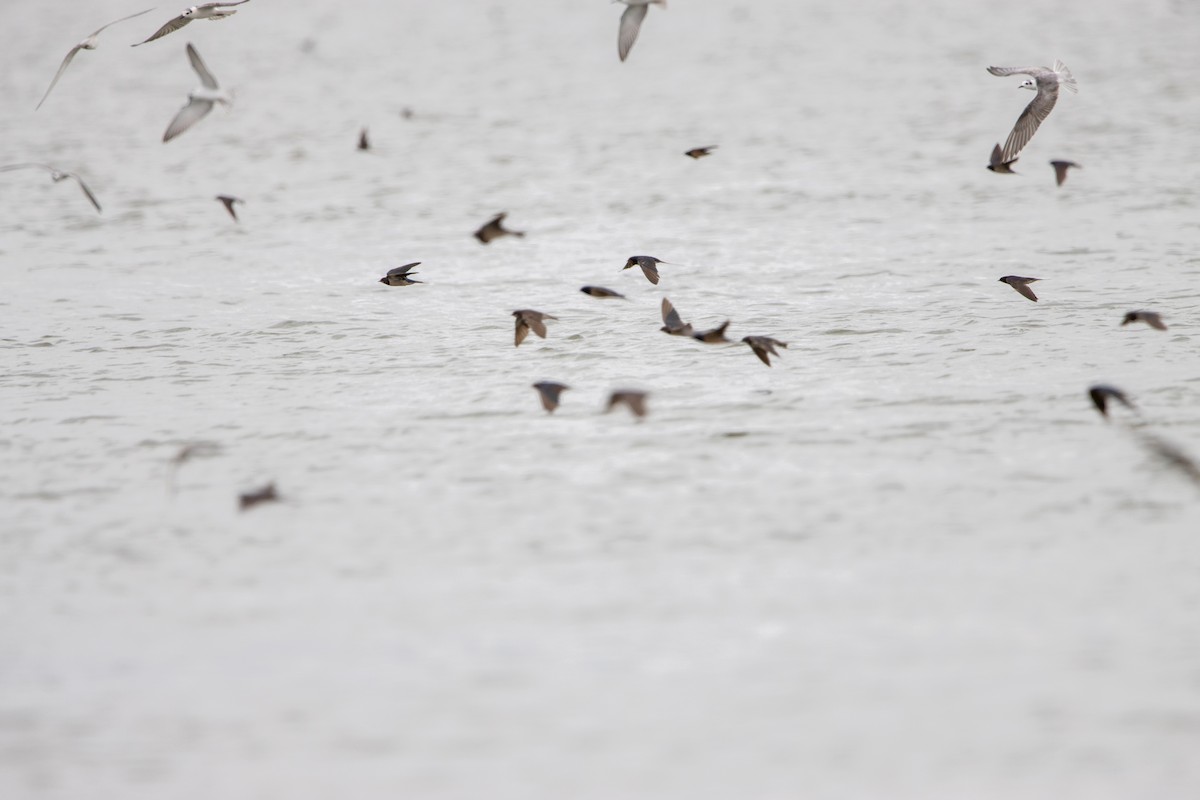 Barn Swallow - ML632492561