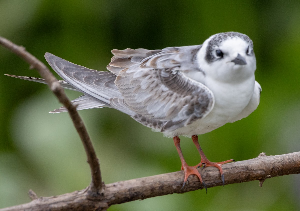 White-winged Tern - ML632492584