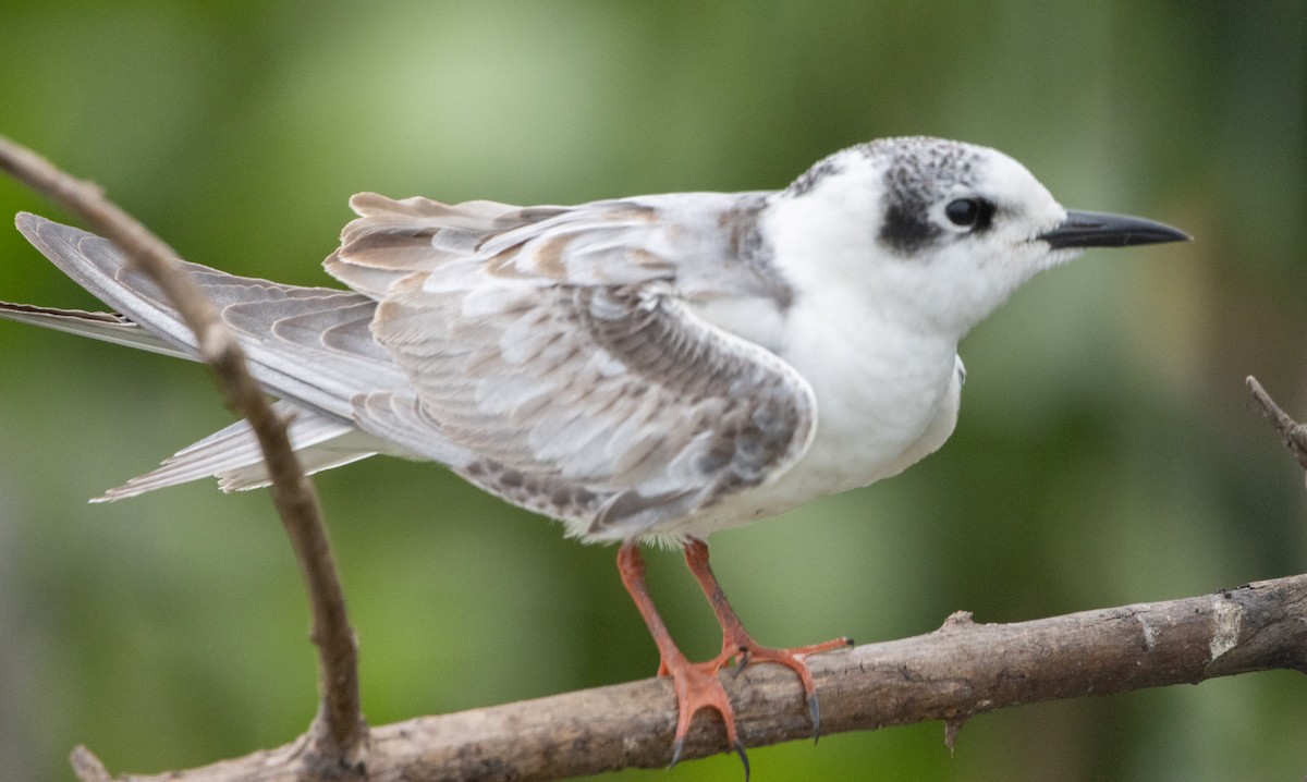 White-winged Tern - ML632492585