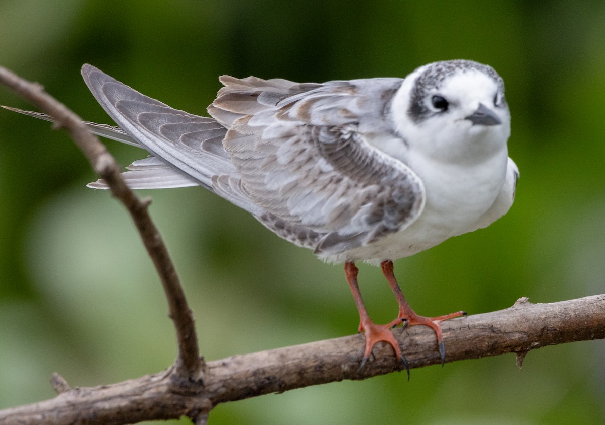 White-winged Tern - ML632492587