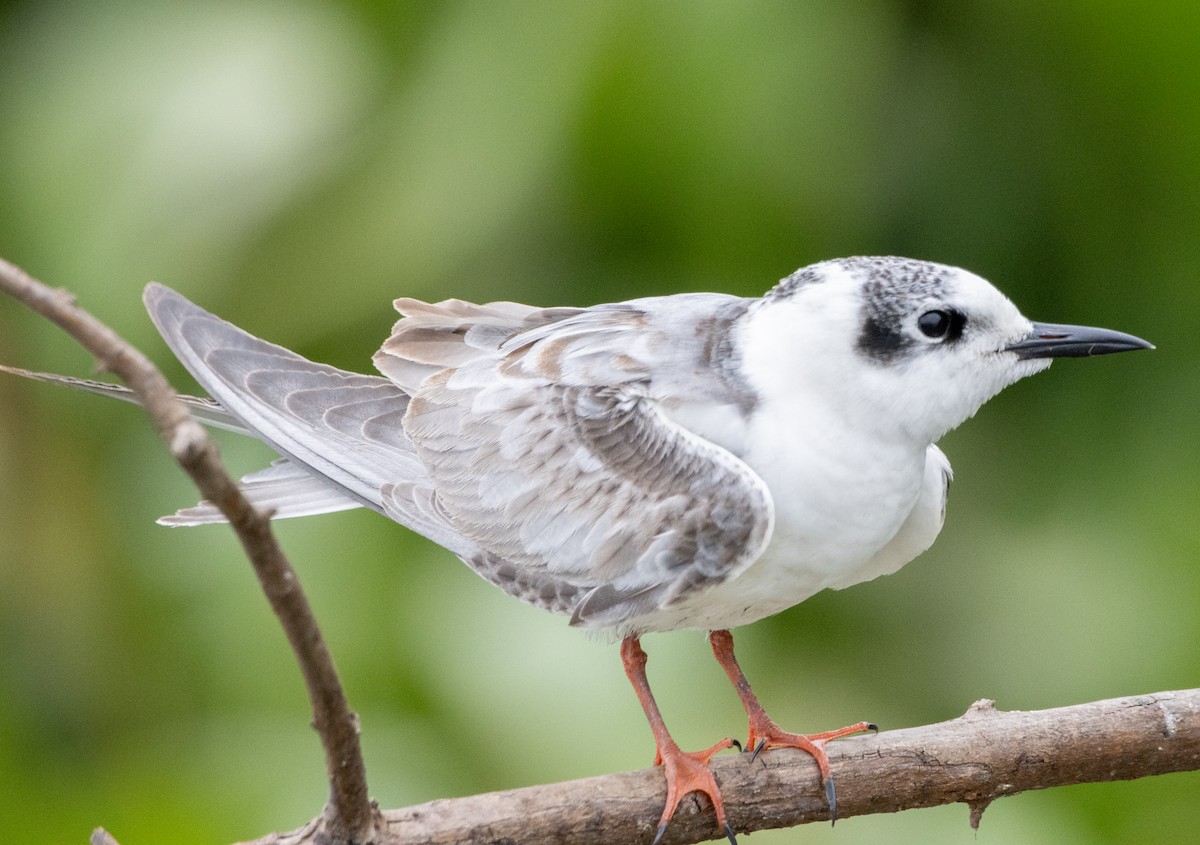 White-winged Tern - ML632492589