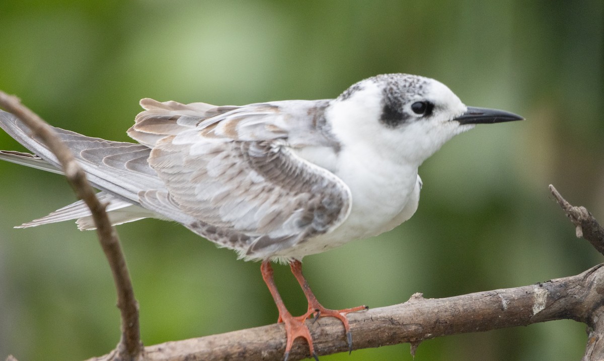 White-winged Tern - ML632492591