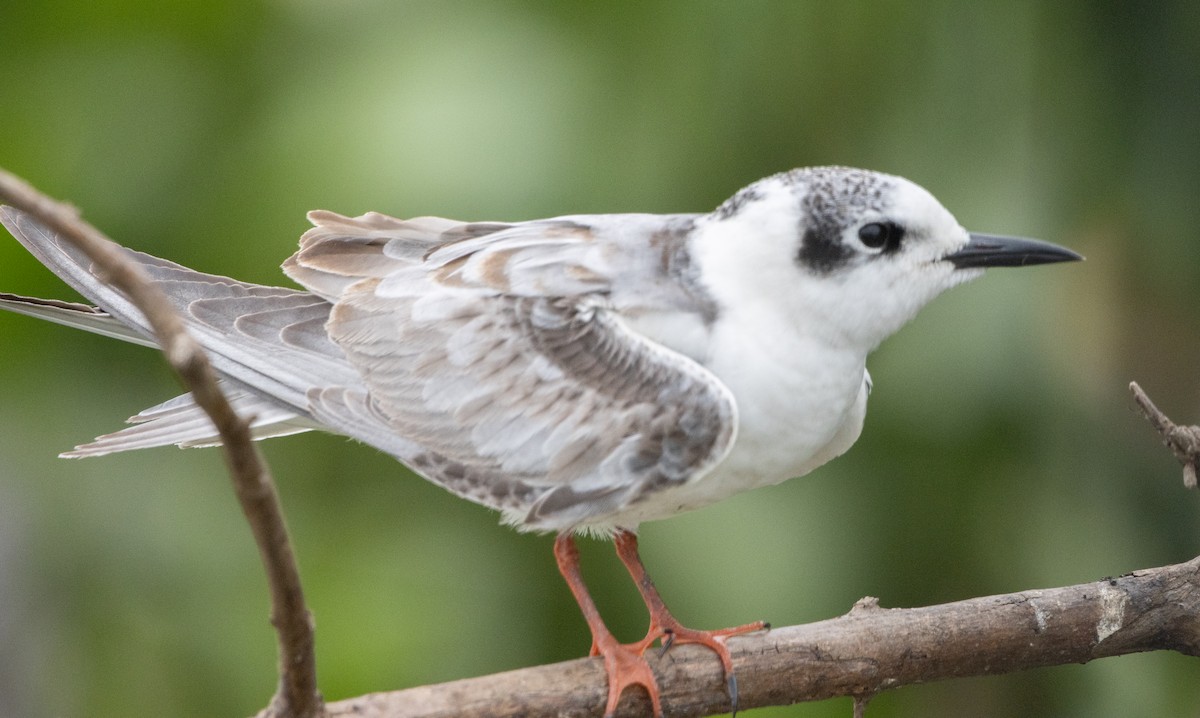 White-winged Tern - ML632492594