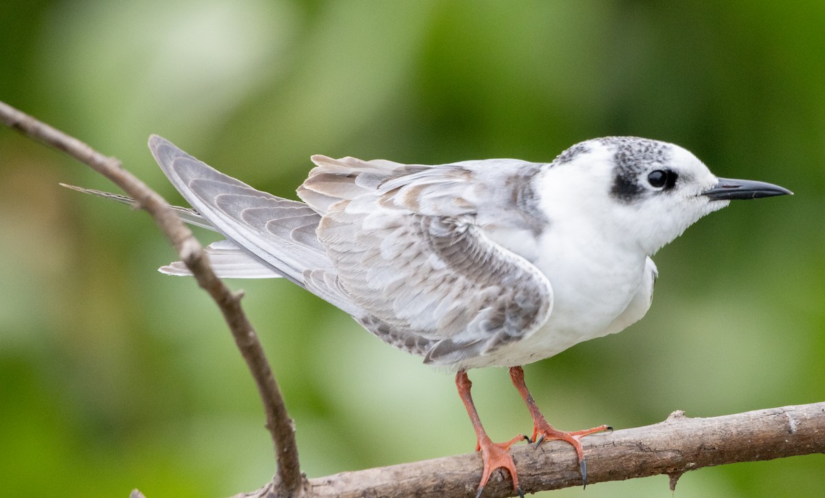 White-winged Tern - ML632492595