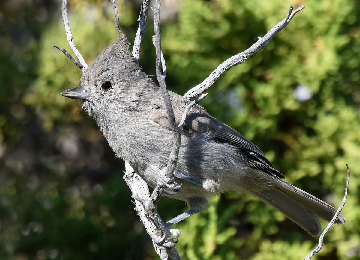 Juniper Titmouse - ML63249261