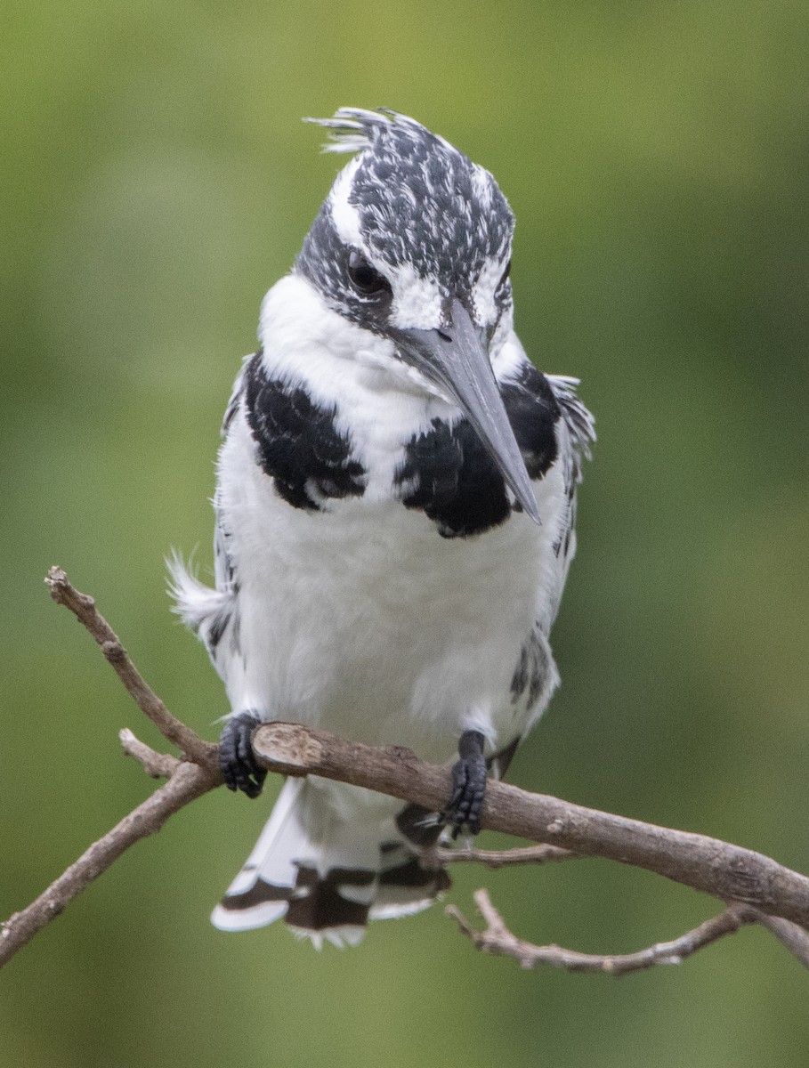 Pied Kingfisher - ML632492619
