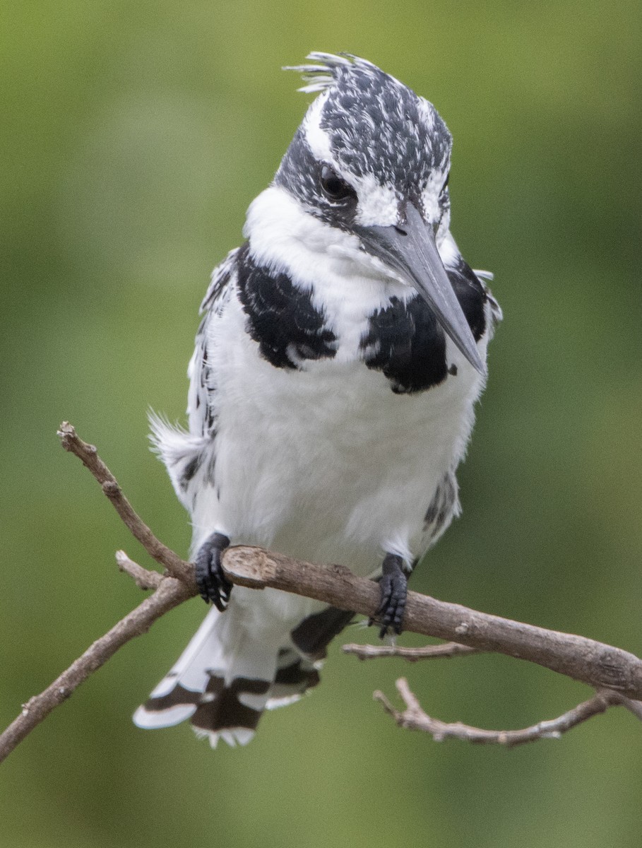 Pied Kingfisher - ML632492620