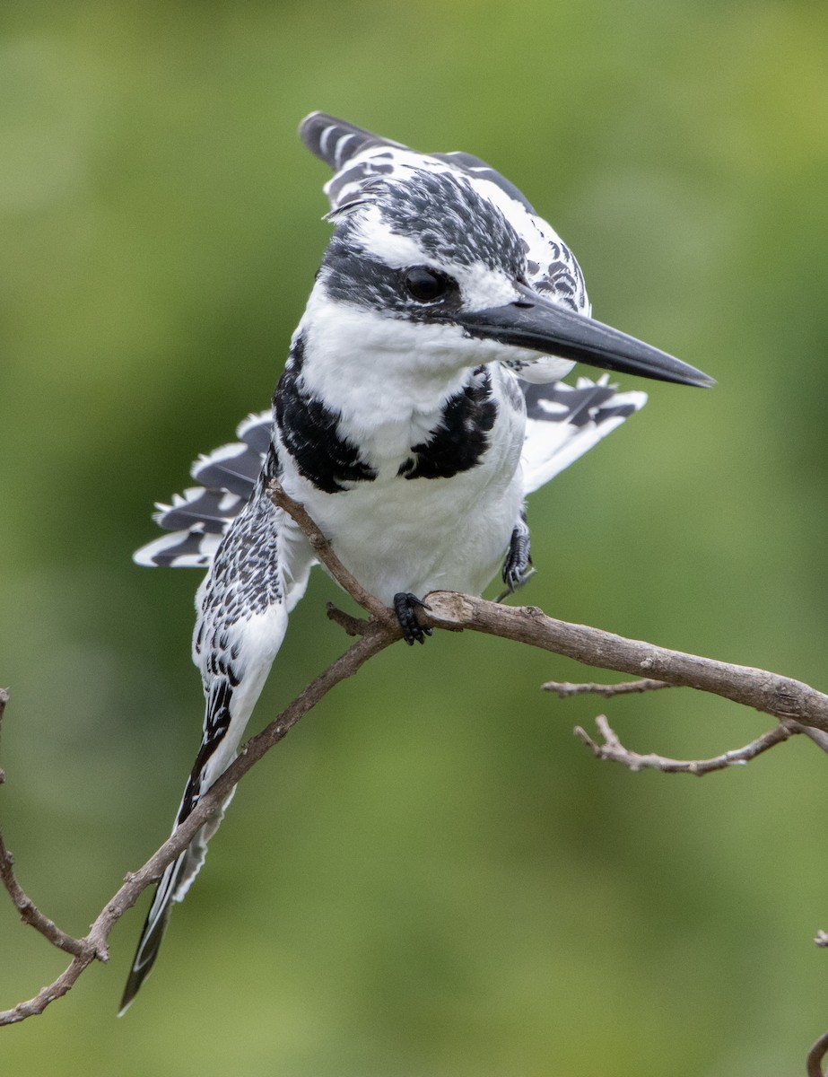 Pied Kingfisher - ML632492622