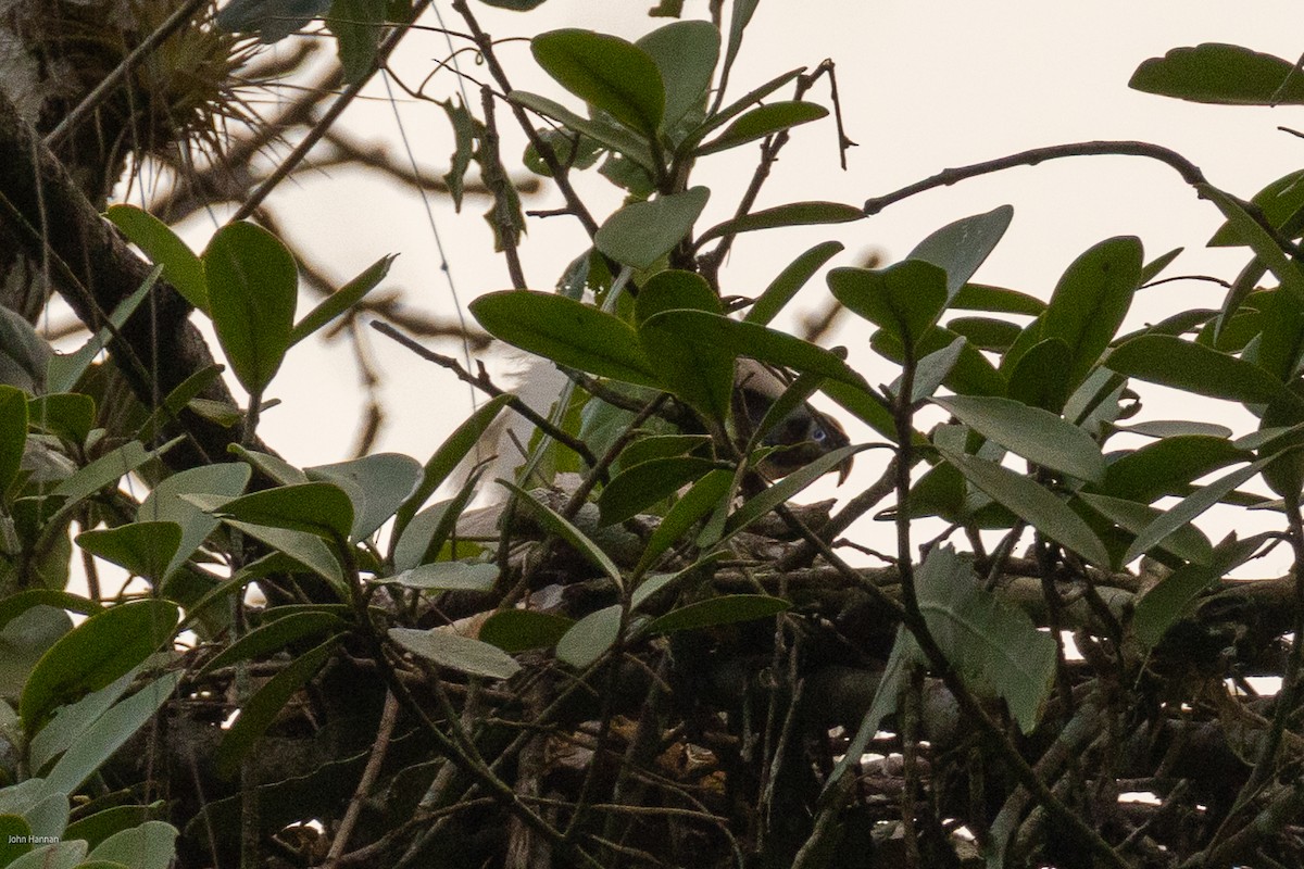 Harpy Eagle - ML632492638
