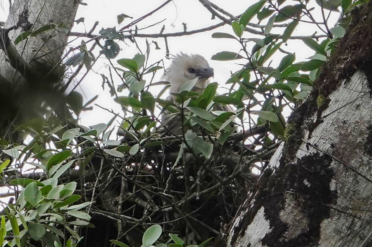 Harpy Eagle - ML632492639
