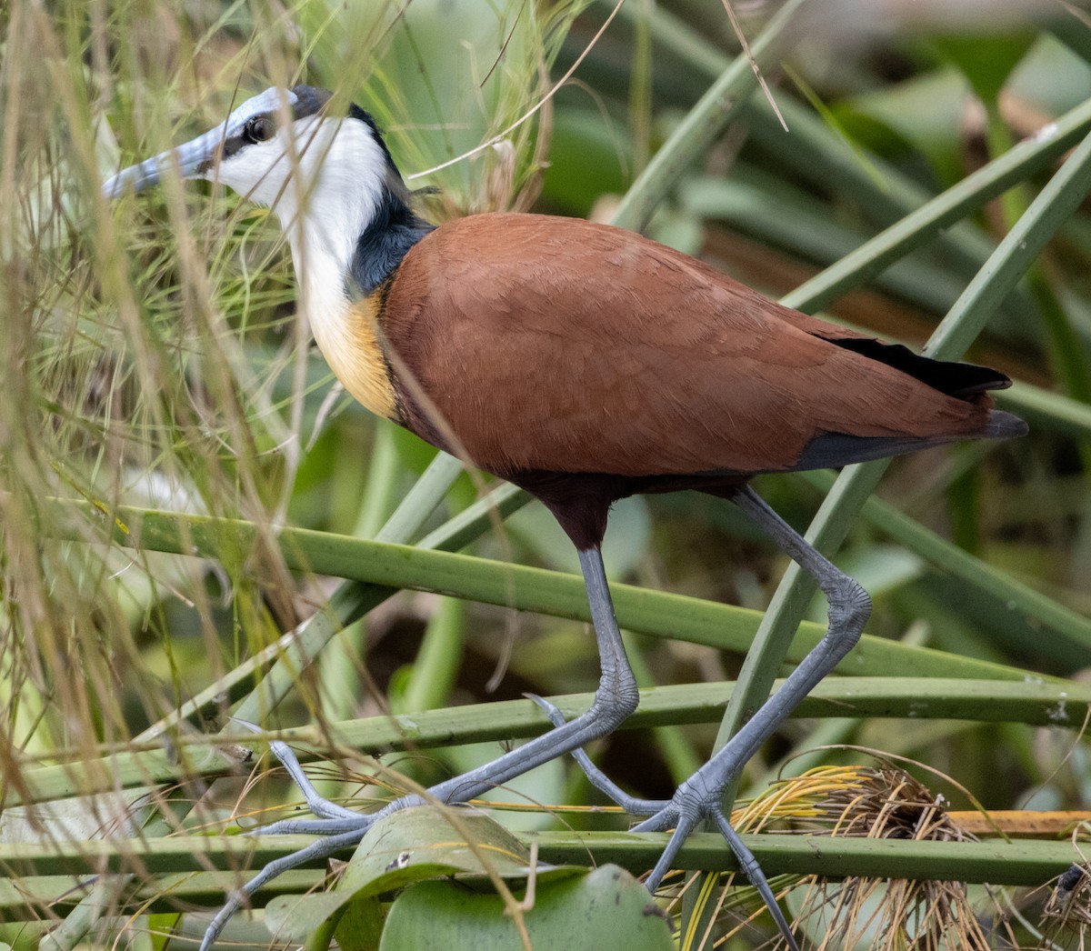 Hadada Ibis - ML632492650