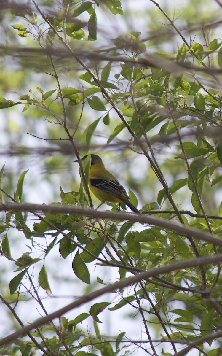 Oriole d'Audubon - ML632492663