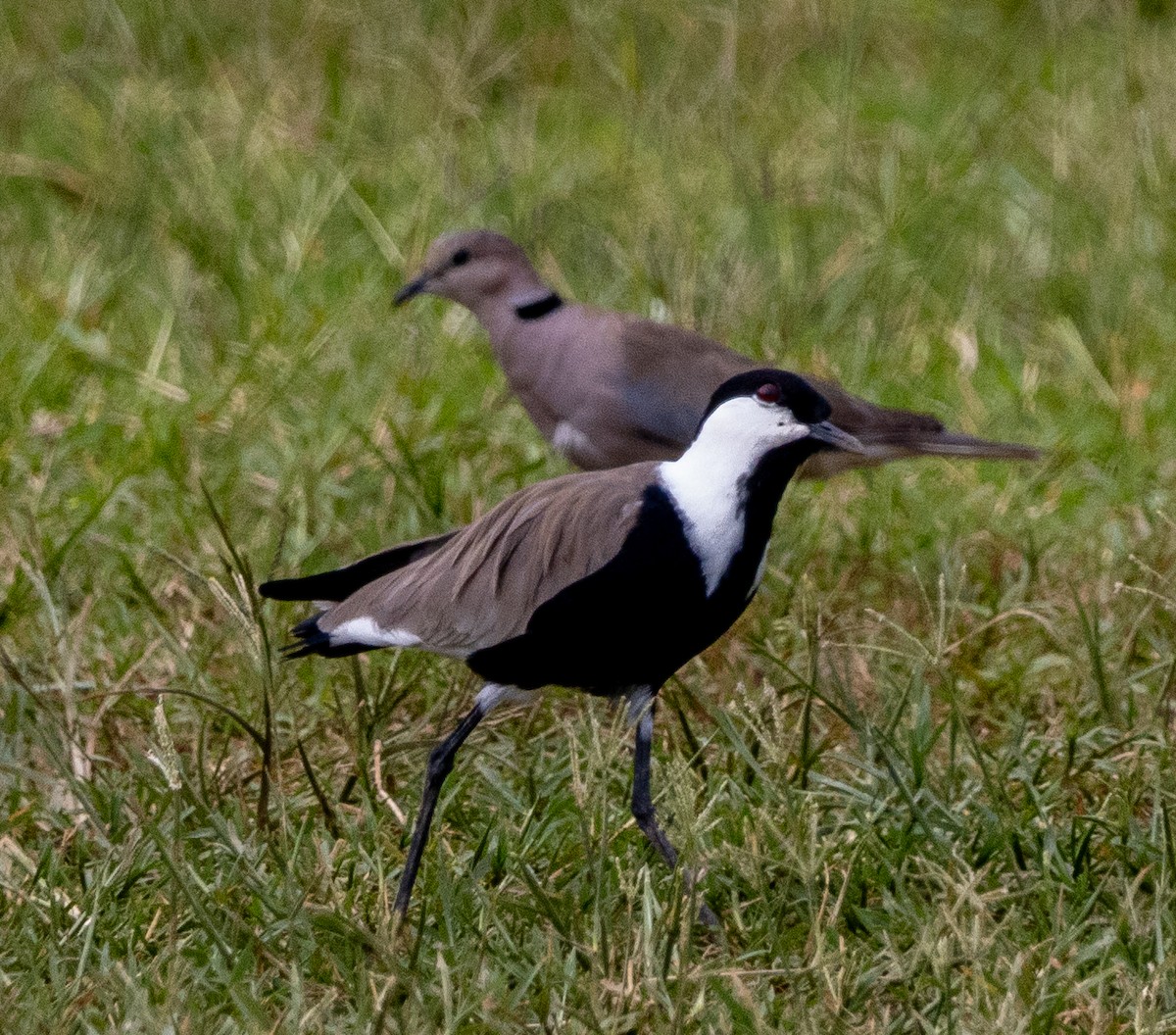 Spur-winged Lapwing - ML632492664