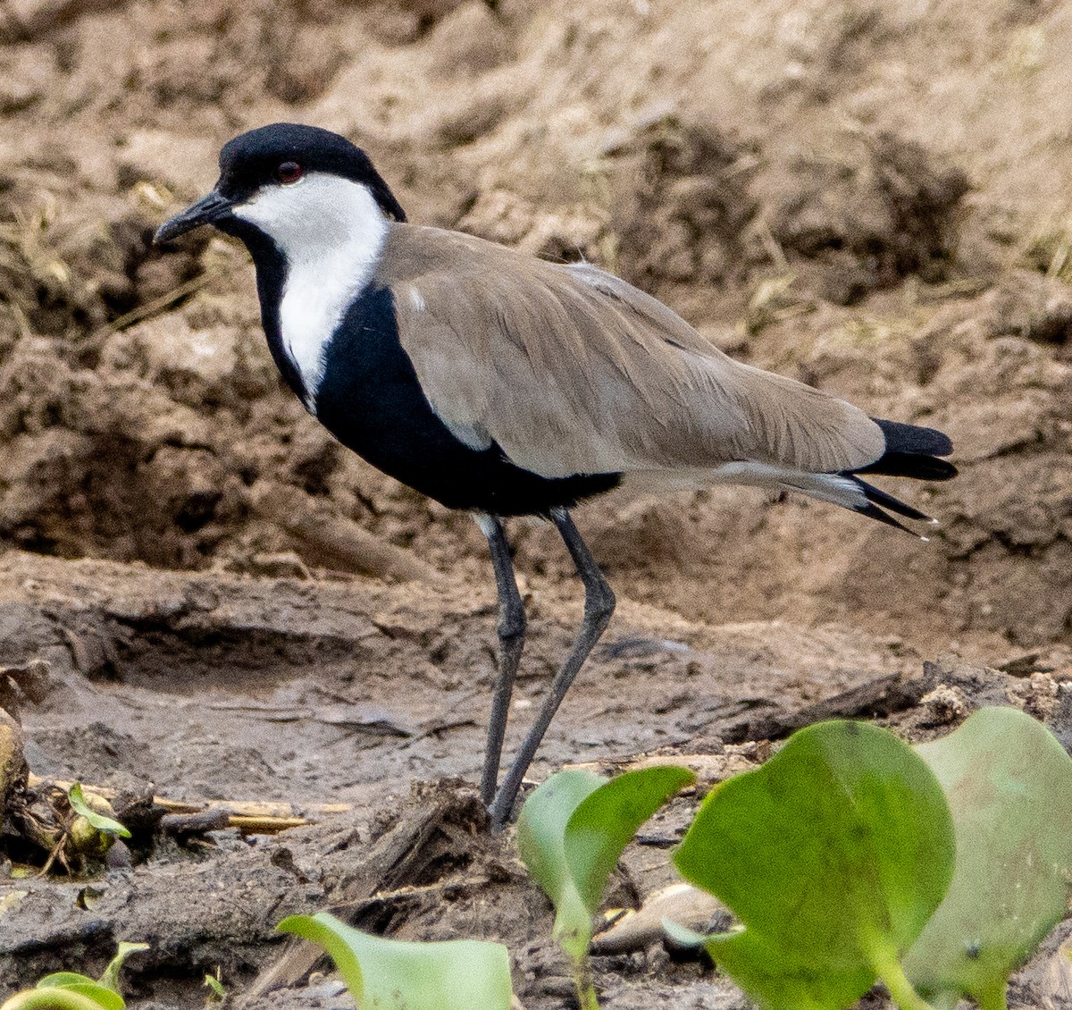 Spur-winged Lapwing - ML632492665