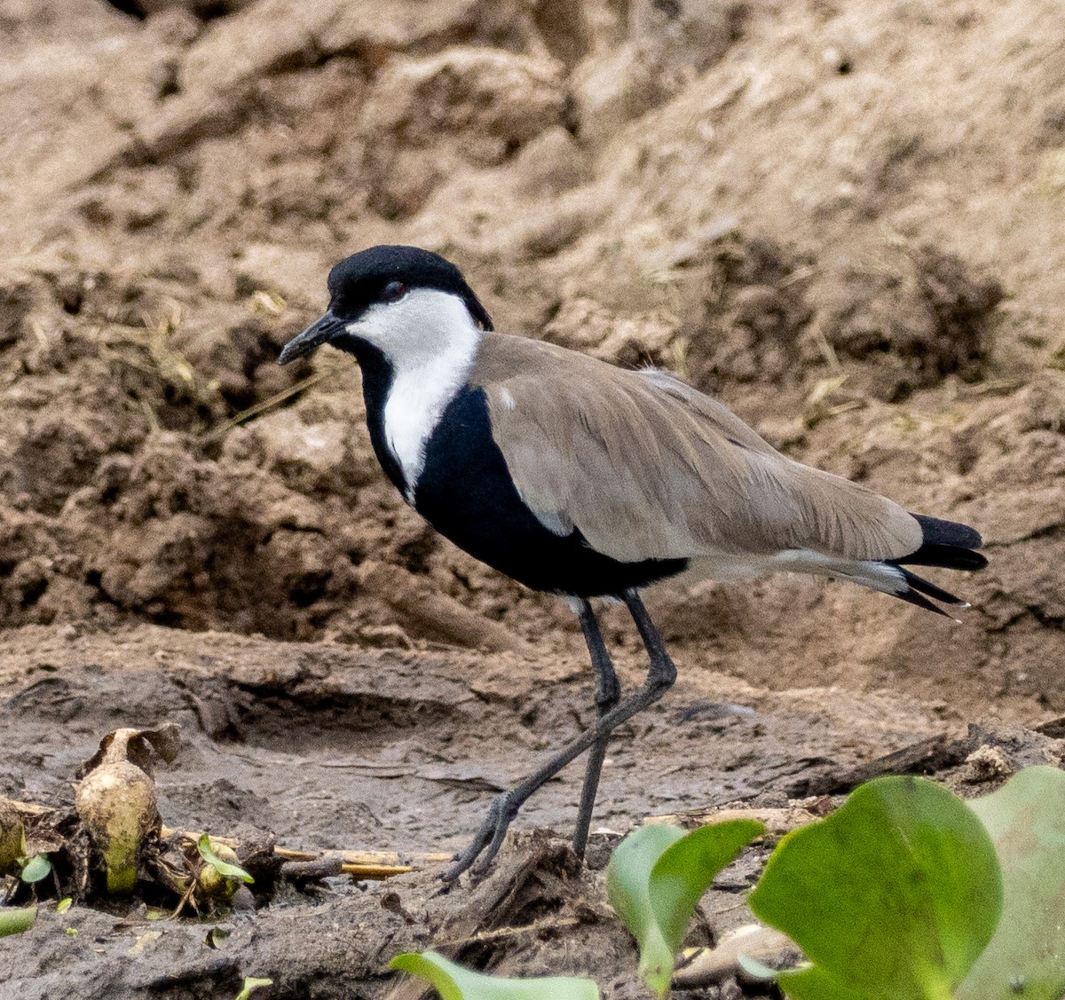 Spur-winged Lapwing - ML632492666