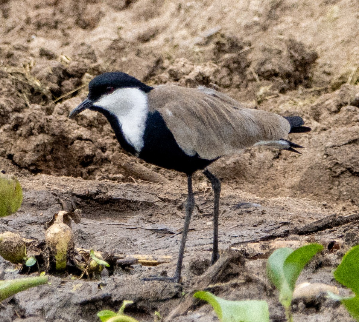 Spur-winged Lapwing - ML632492667