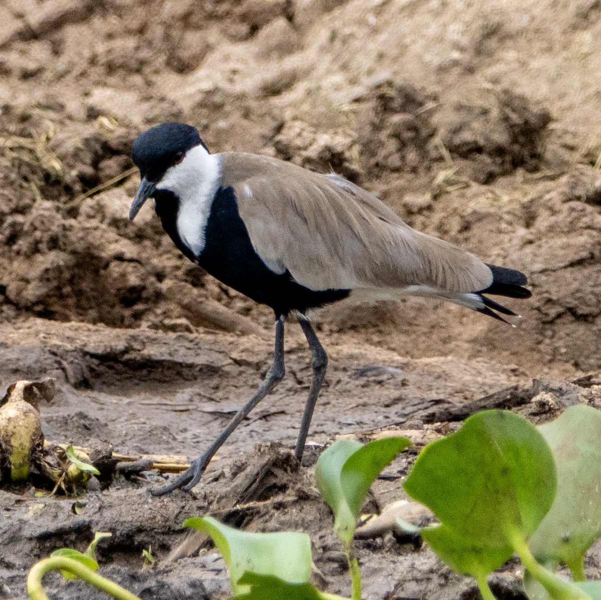 Spur-winged Lapwing - ML632492668