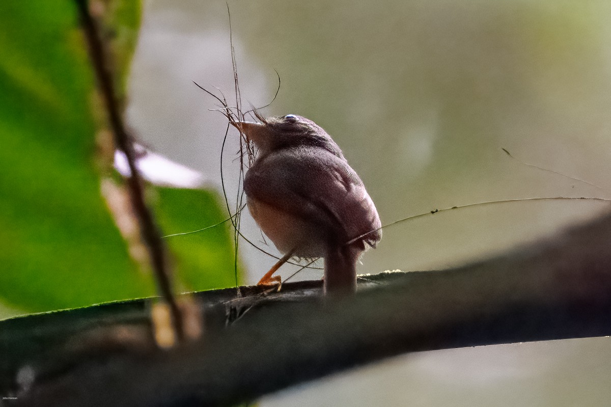Ruddy-tailed Flycatcher - ML632492669