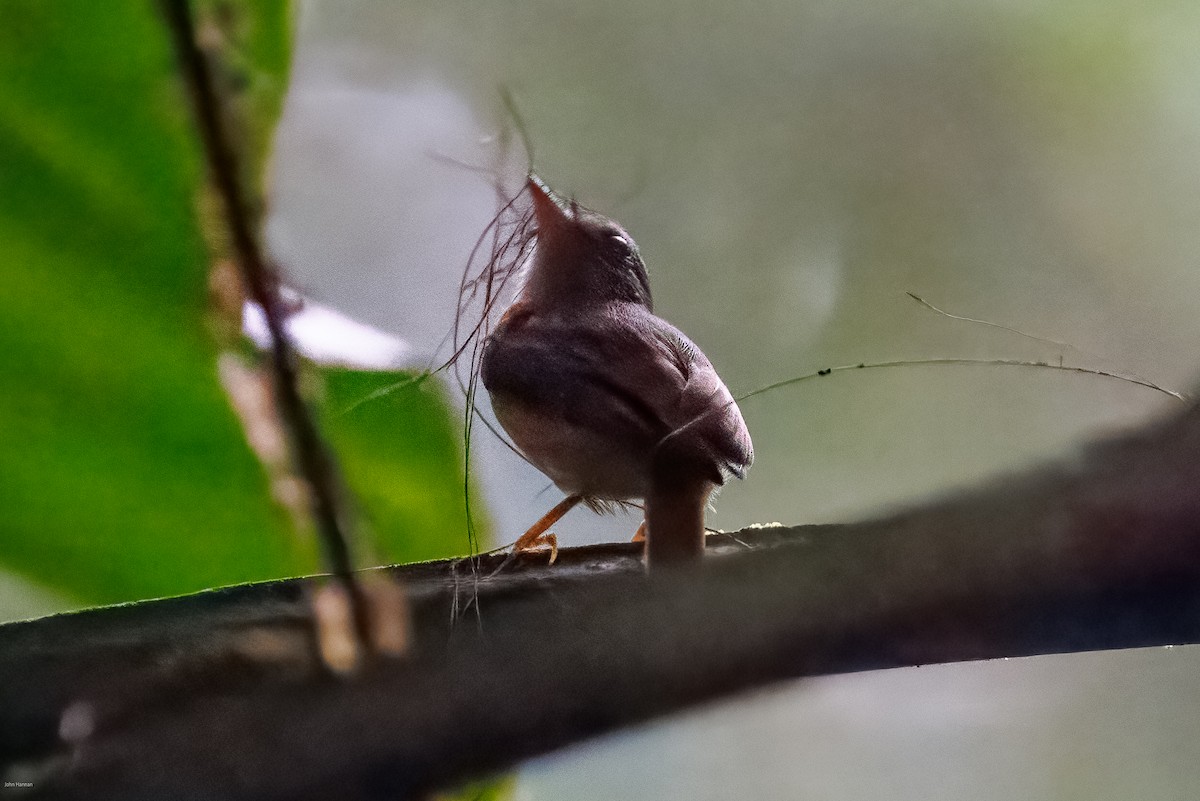 Ruddy-tailed Flycatcher - ML632492670