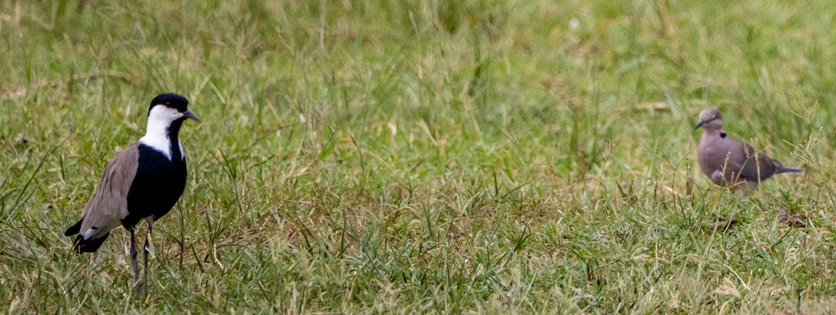 Spur-winged Lapwing - ML632492671