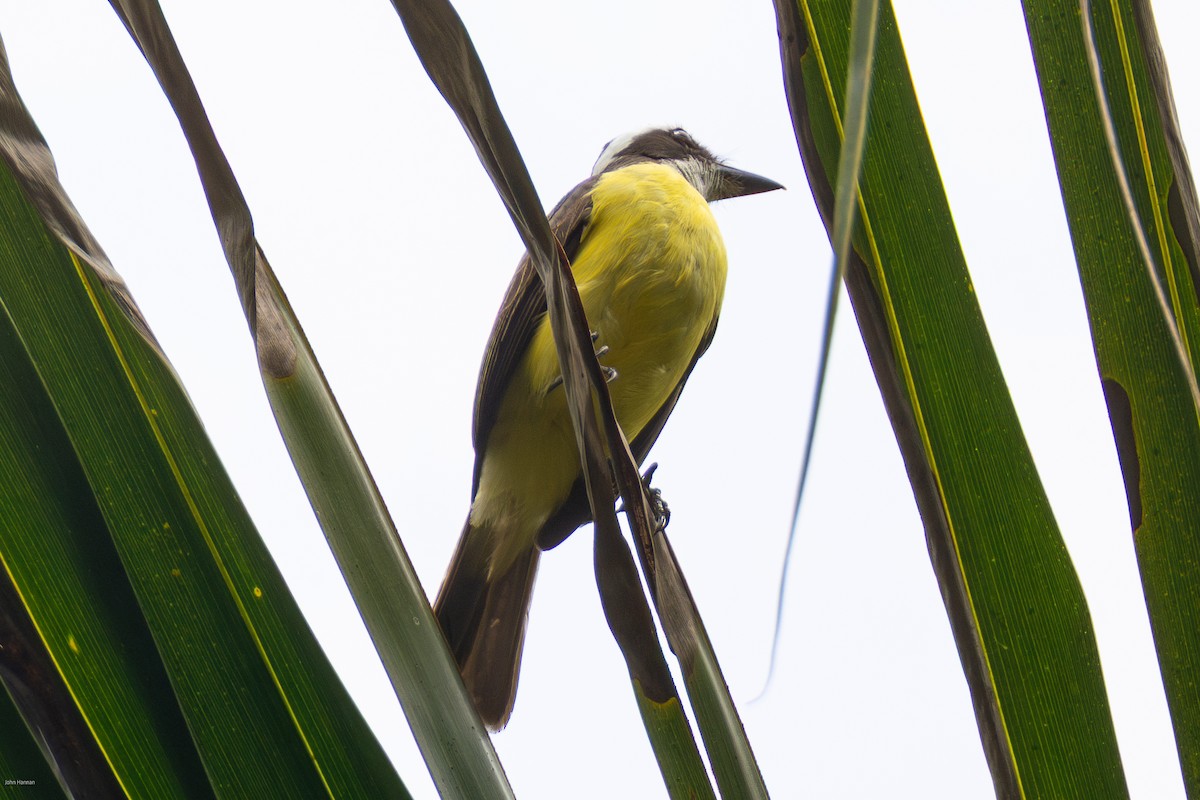 White-ringed Flycatcher - ML632492702