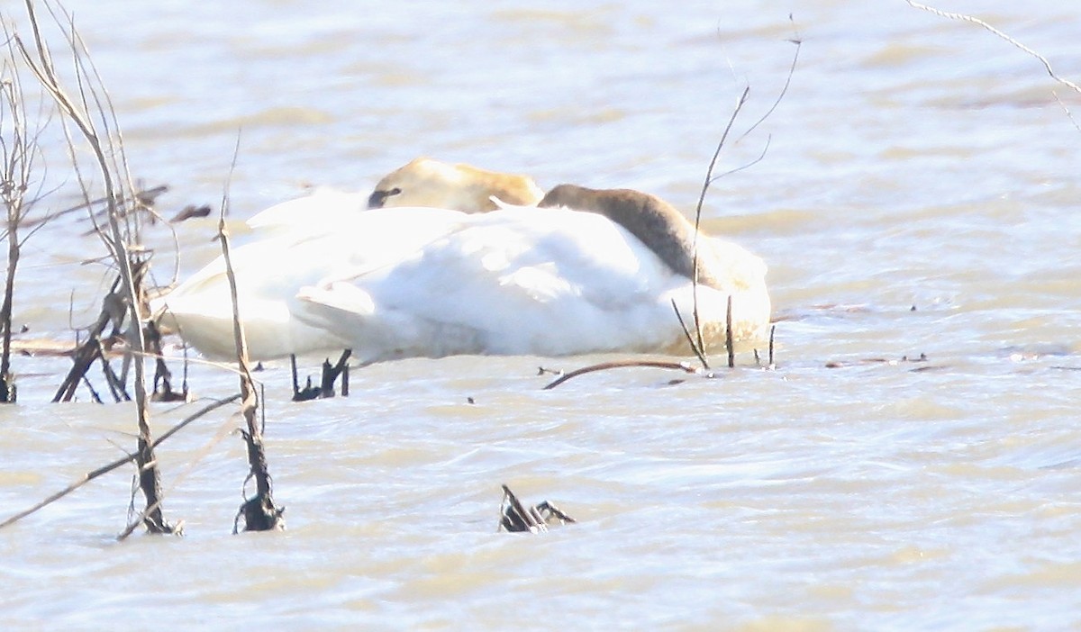 Гунгар хун - ML632492703