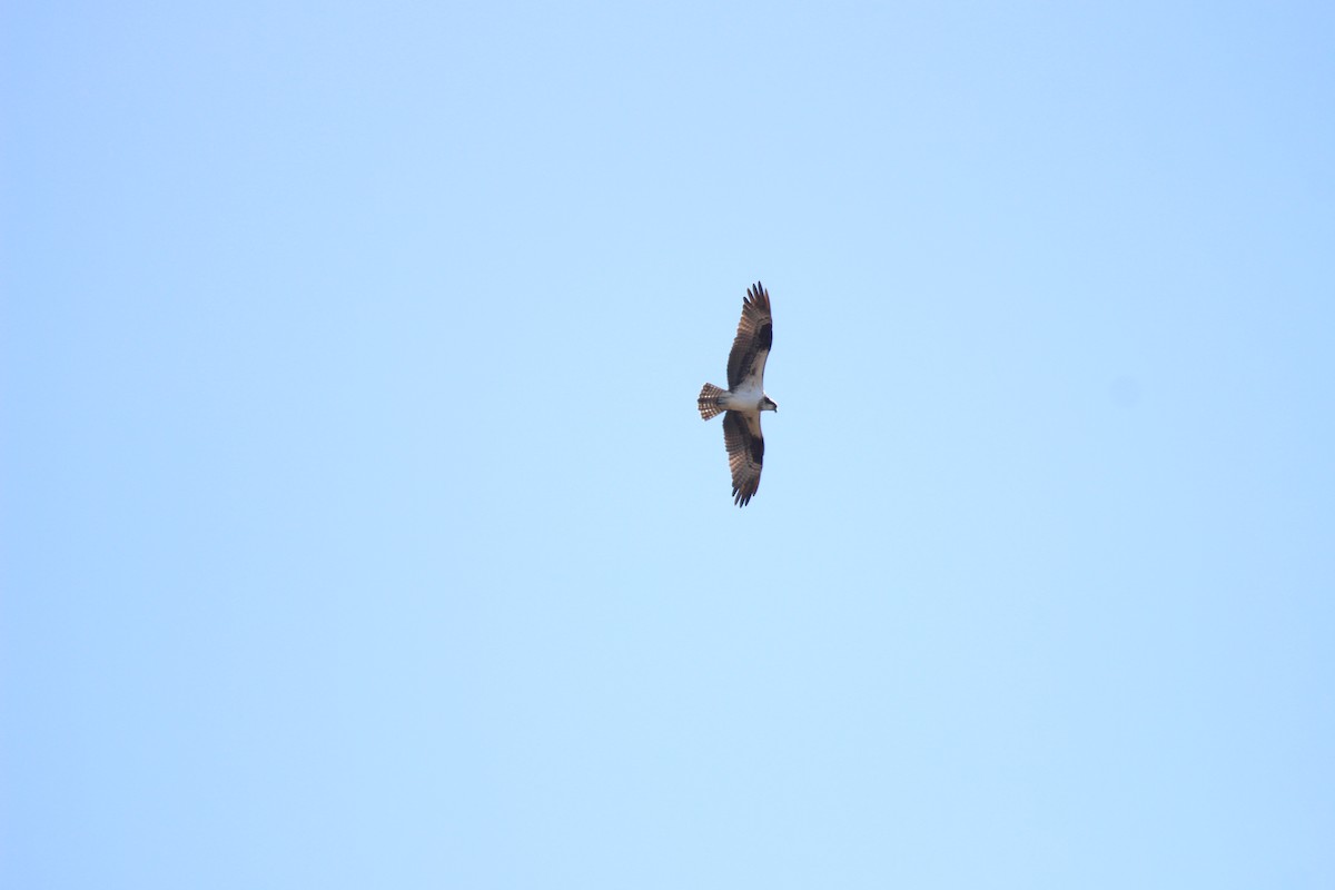 Osprey - ML632492813