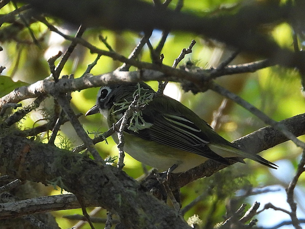 Graukopfvireo - ML632492826