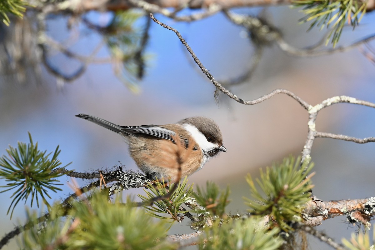 Gray-headed Chickadee - ML632492939