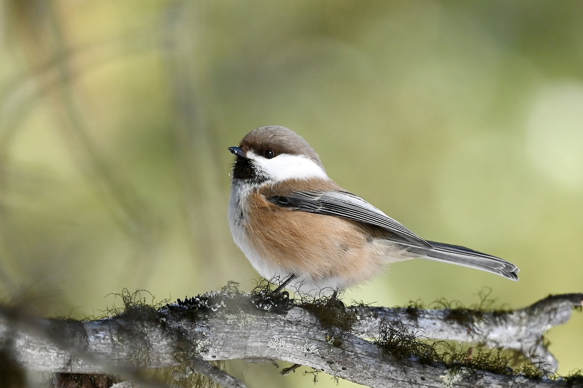Gray-headed Chickadee - ML632493077