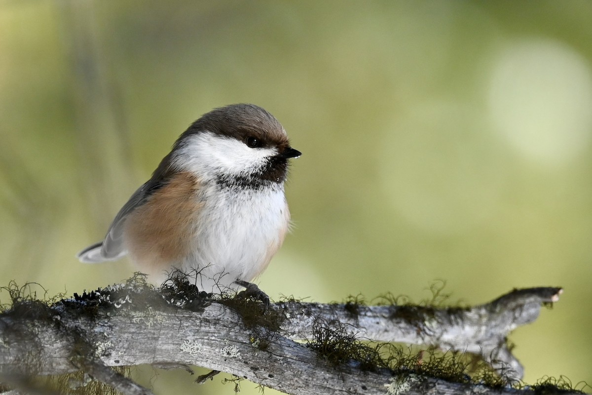 Gray-headed Chickadee - ML632493161