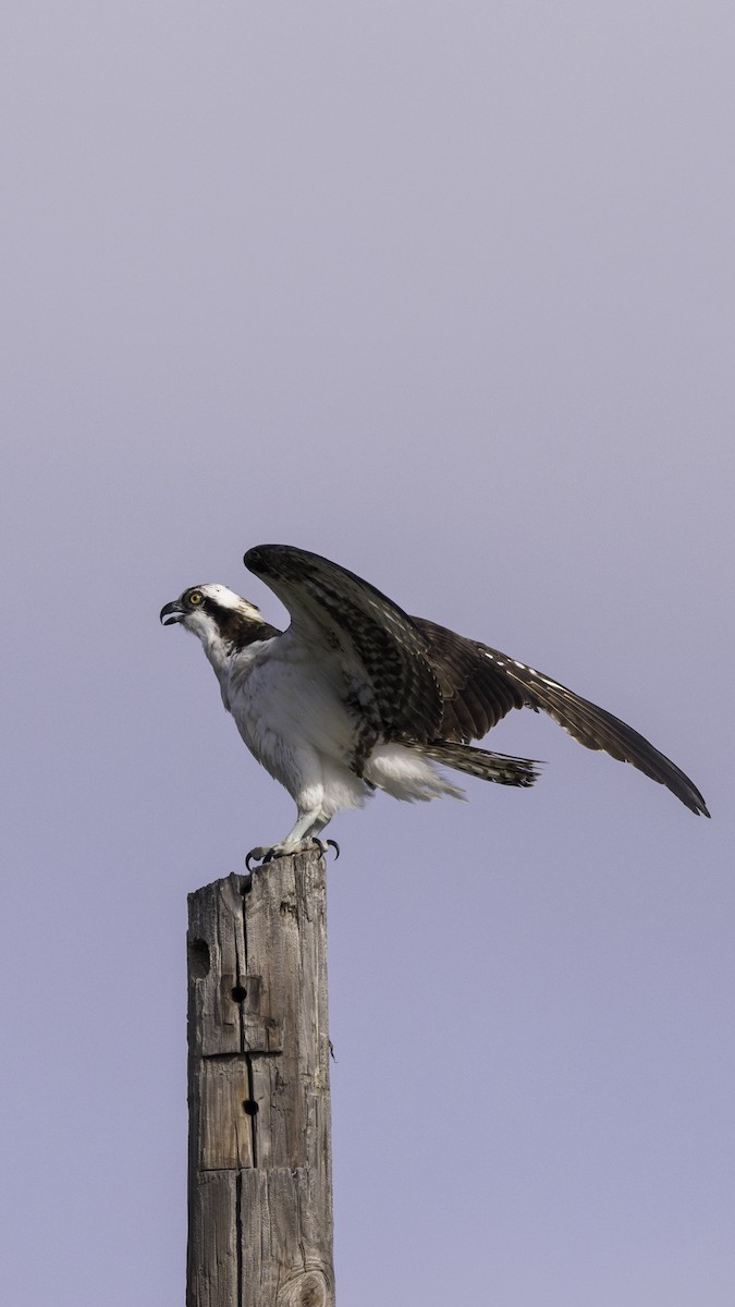 Osprey - ML632493166