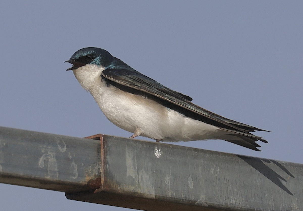 Tree Swallow - ML632493212
