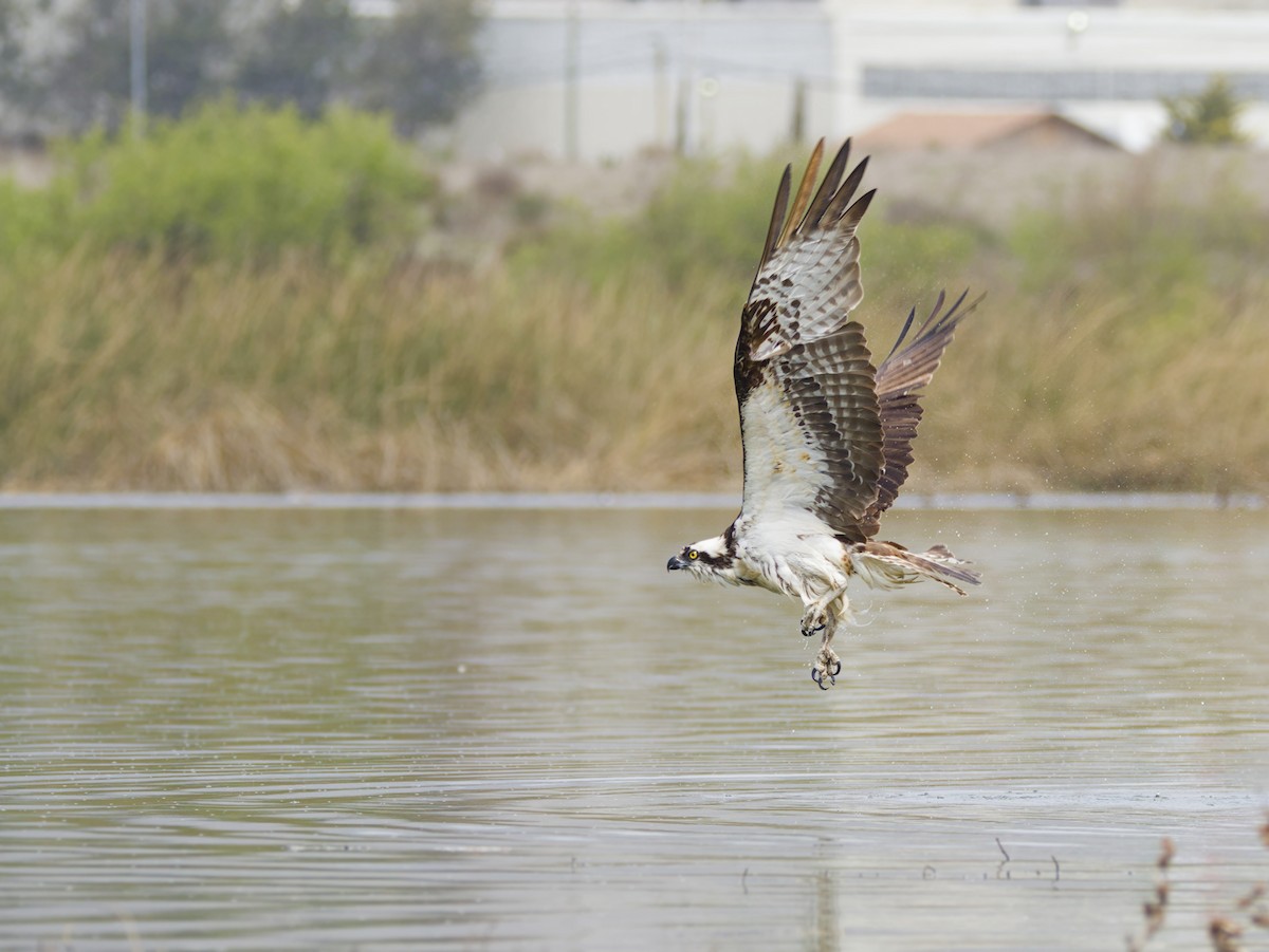 Osprey - ML632493259
