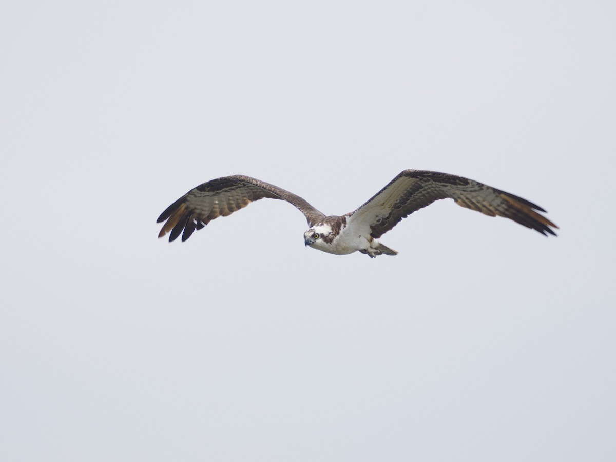 Osprey - ML632493273