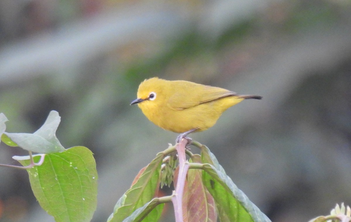 Forest White-eye - ML632493292