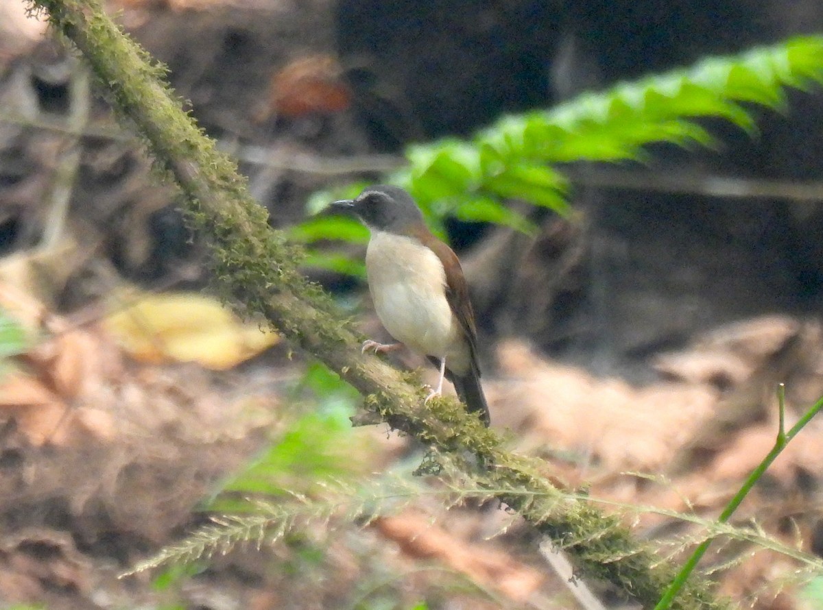 Brown-chested Alethe (Chestnut-backed) - ML632493345