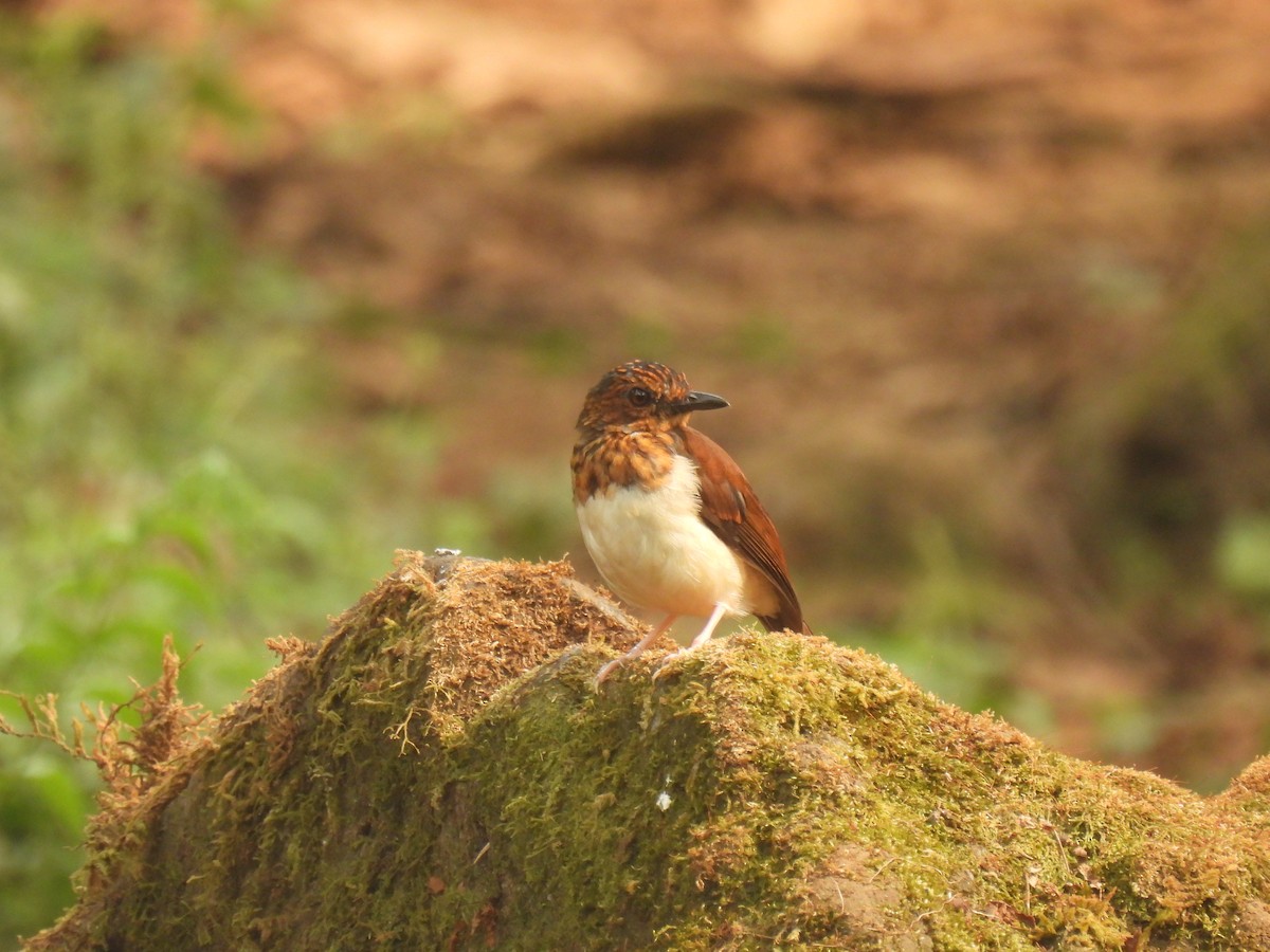 Brown-chested Alethe (Chestnut-backed) - ML632493346