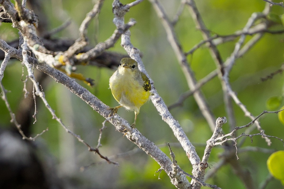 Yellow Warbler - ML632493451