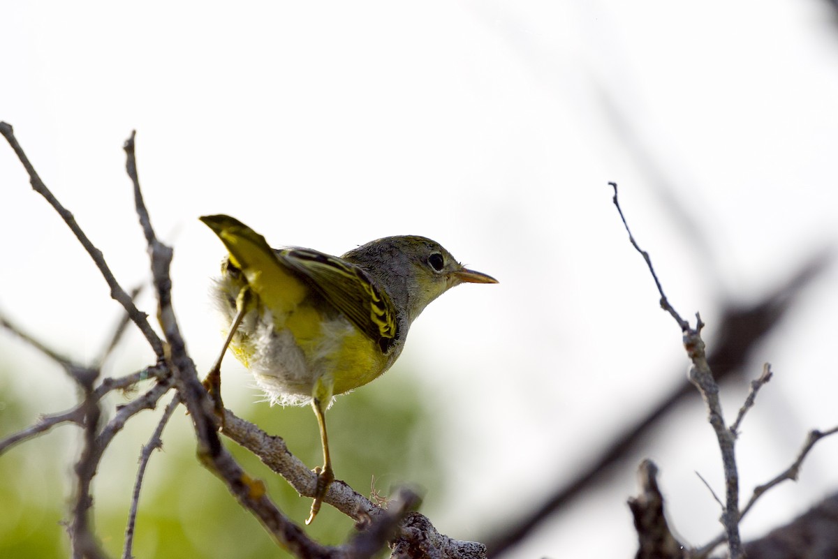 Yellow Warbler - ML632493455