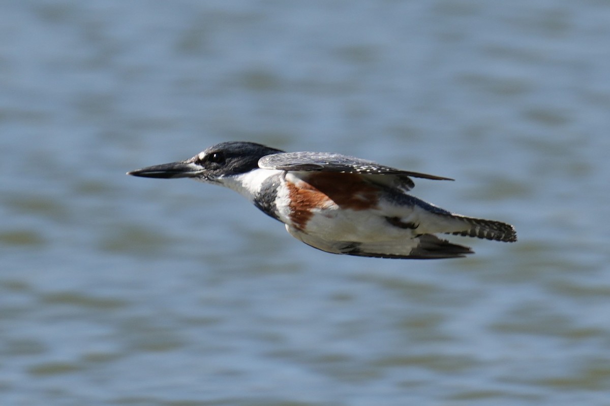 Belted Kingfisher - ML632493984