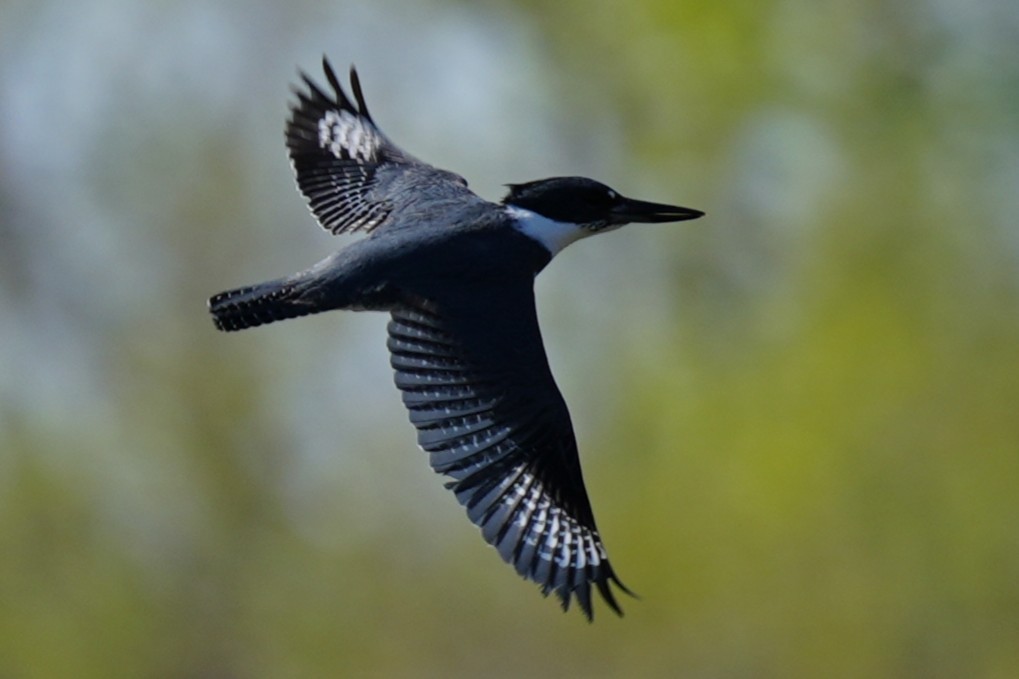Belted Kingfisher - ML632494034