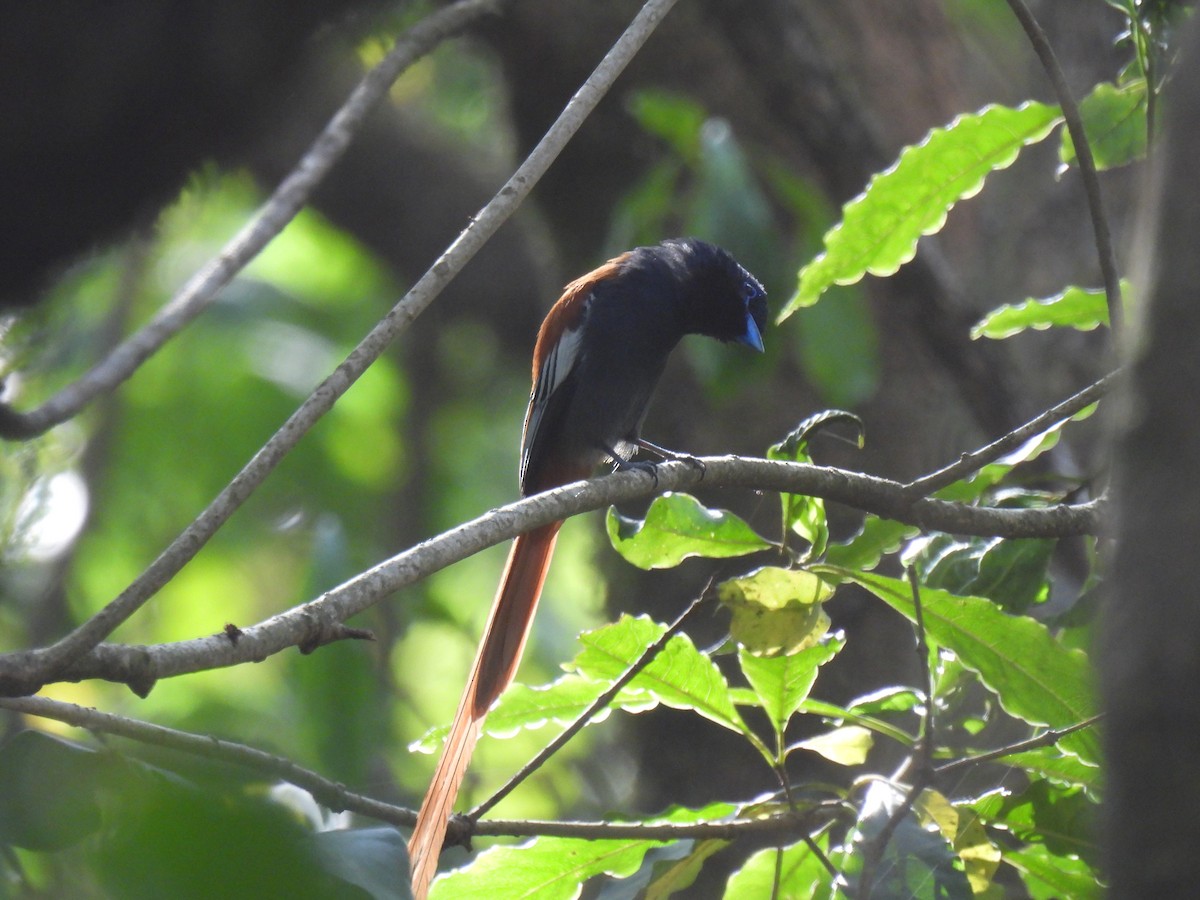 Rufous-vented Paradise-Flycatcher - ML632494036