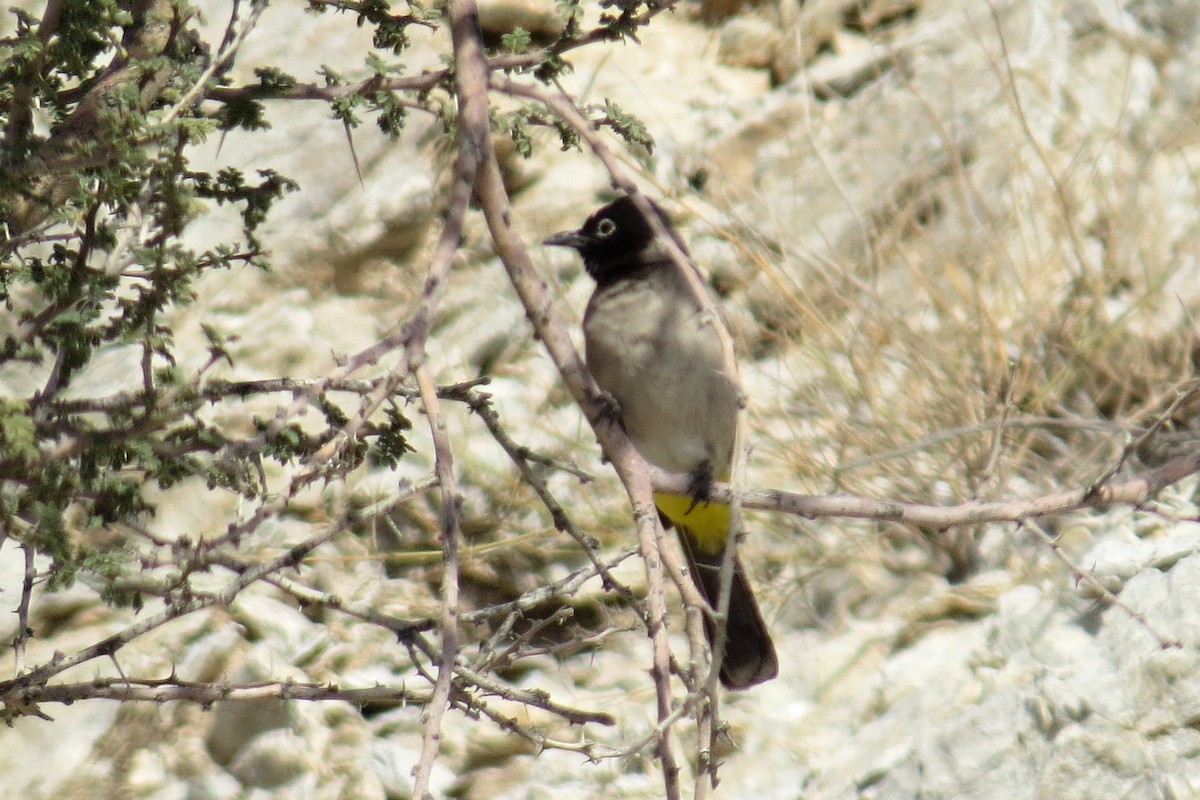 bulbul arabský - ML632494070