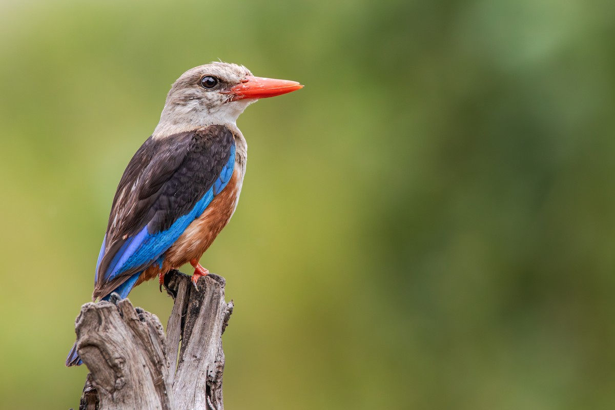 Gray-headed Kingfisher - ML632494106