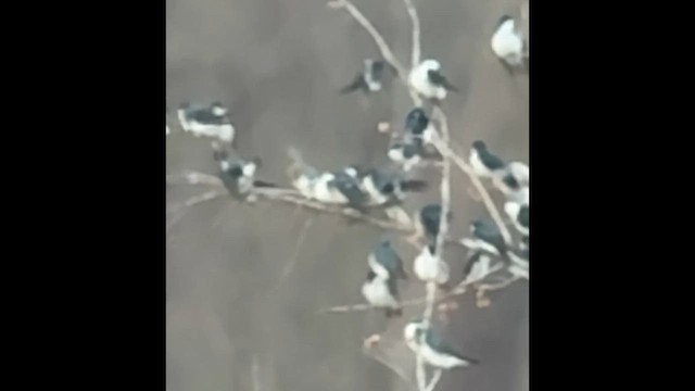 Tree Swallow - ML632494150