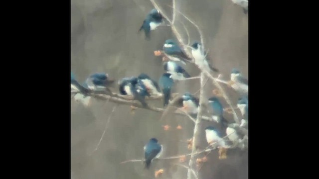 Tree Swallow - ML632494151