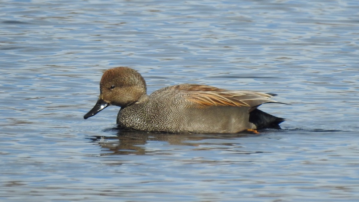 Бор нугас - ML632494243