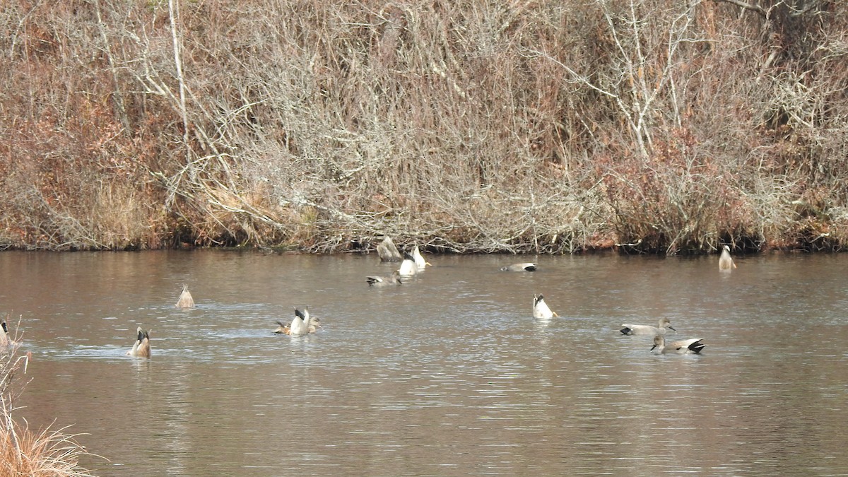 Бор нугас - ML632494280